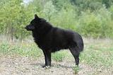 SCHIPPERKE 550